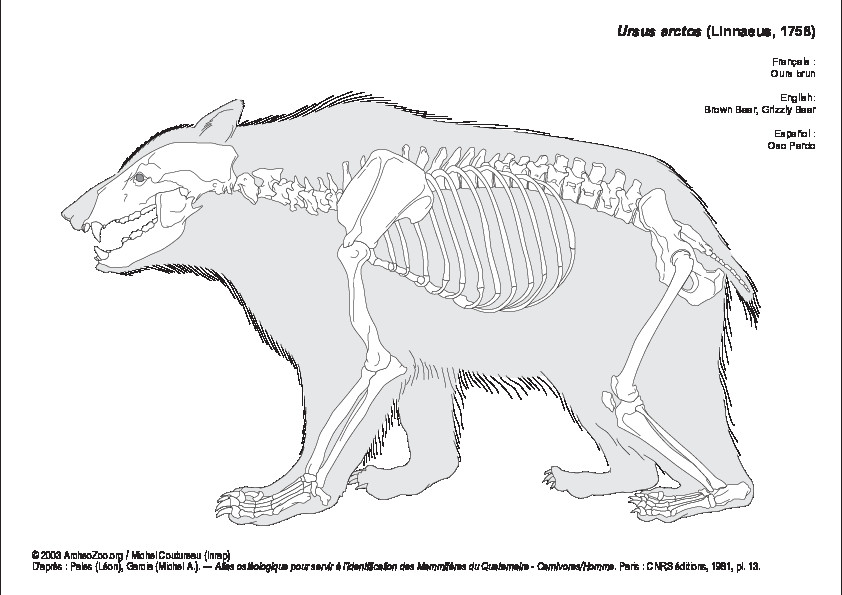 Ours brun (7210 visites) Pales (Léon), Garcia (Michel A.). ― Atlas ostéologique pour servir à l’identification des Mam... Ours brun