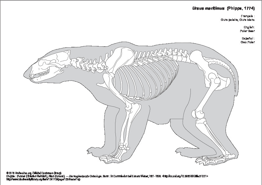 Ours polaire (8638 visites) Pander (Christian Heinrich), Alton (Eduard). ― Die vergleichende Osteologie. Bonn : In Commission ... Ours polaire