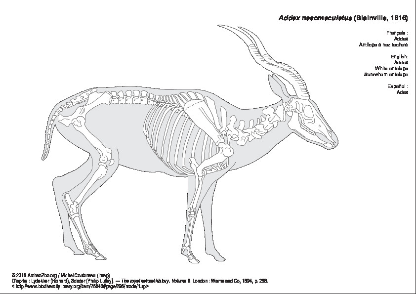 Addax (7456 visites) Lydekker (Richard), Sclater (Philip Lutley). ― The royal natural history, volume II. London : Warn... Addax