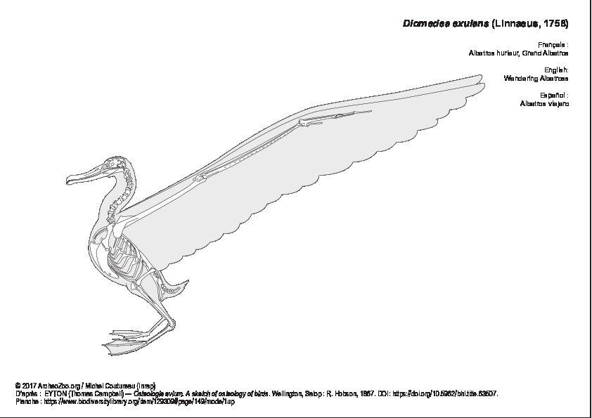 Albatros hurleur (2) (7759 visites) Eyton (Thomas Campbell) ― Osteologia avium. A sketch of osteology of birds. Wellington, Salop : R.... Albatros hurleur (2)