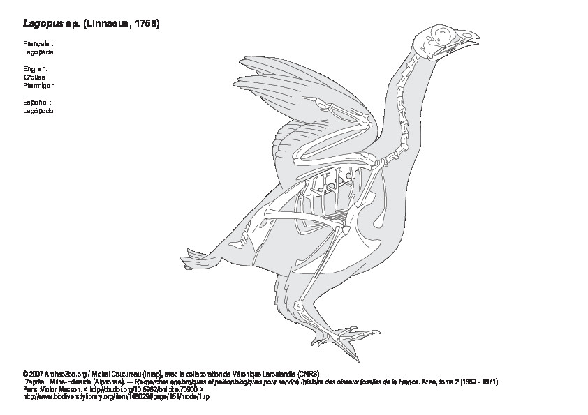 Lagopède (1) (7548 visites) Milne-Edwards (Alphonse). ― Recherches anatomiques et paléontologiques pour servir à l'histoire ... Lagopède (1)