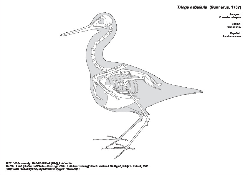 Chevalier aboyeur (7370 visites) Eyton (Thomas Campbell) ― Osteologia avium. A sketch of osteology of birds. Wellington, Salop : R.... Chevalier aboyeur