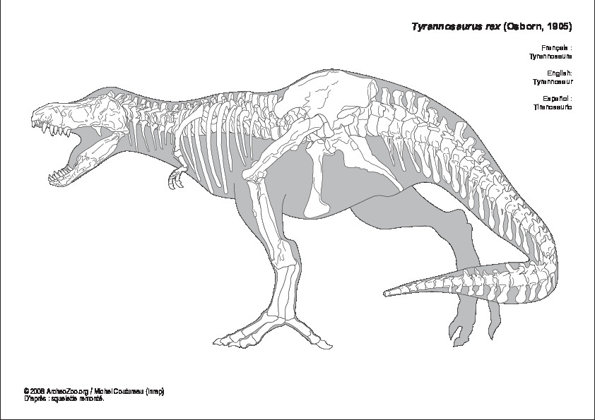 Tyrannosaure (8576 visites) Tyrannosaure
