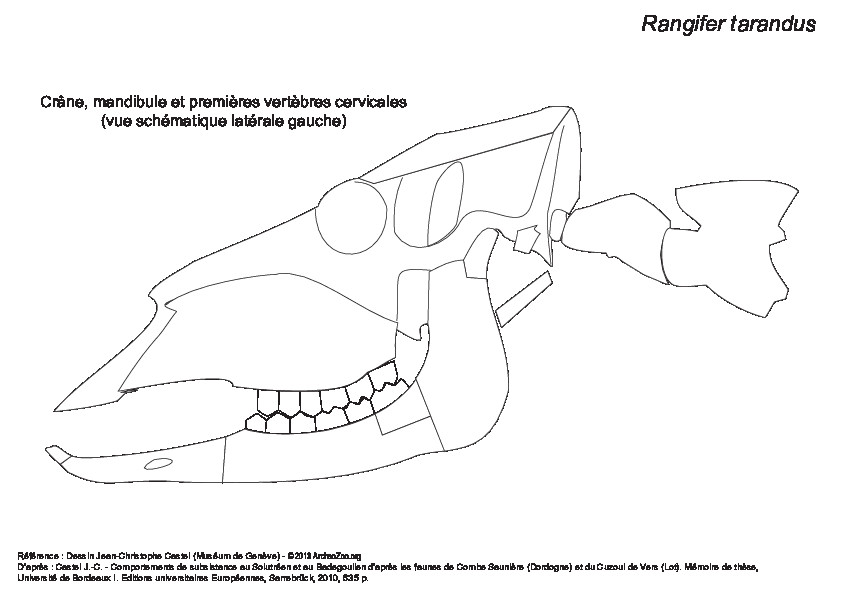 Crâne, mandibule et premières vertèbres cervicales (23431 visites) Vue schématique latérale gauche. Crâne, mandibule et premières vertèbres cervicales