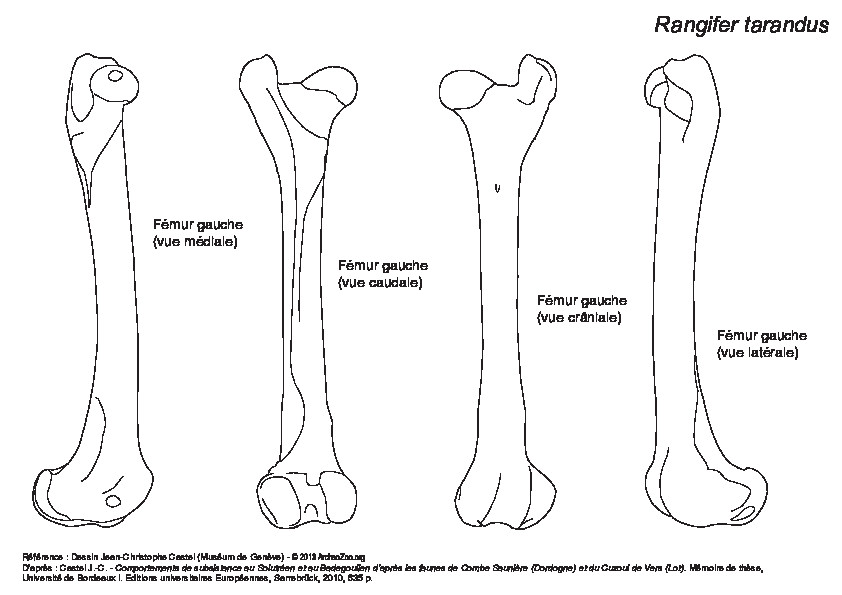 Femur