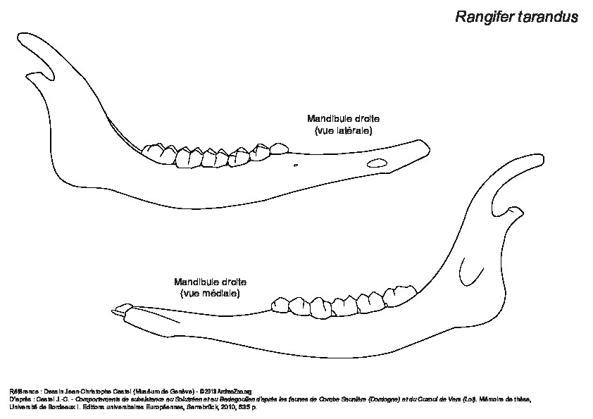 Mandibule (6028 visites) Mandibule droite : vues latérale et médiale. Mandibule