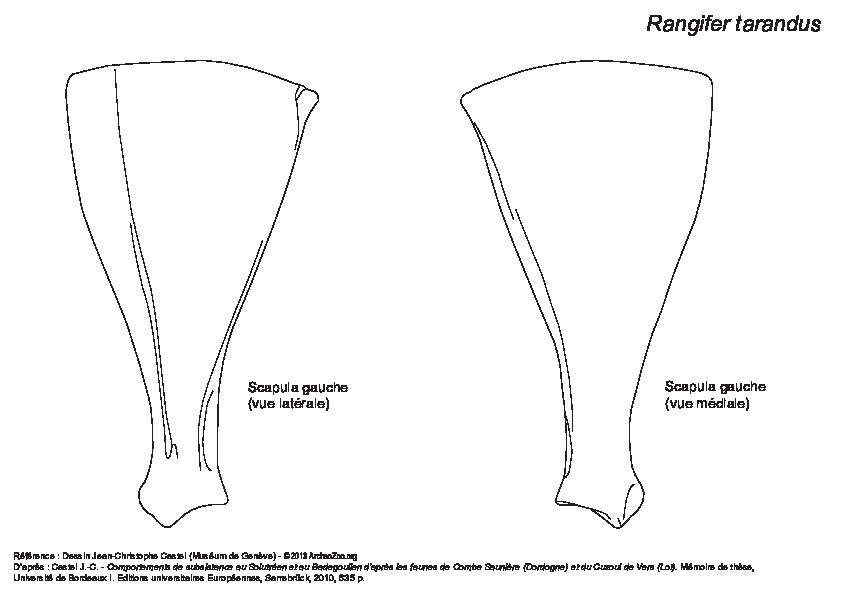 Scapula