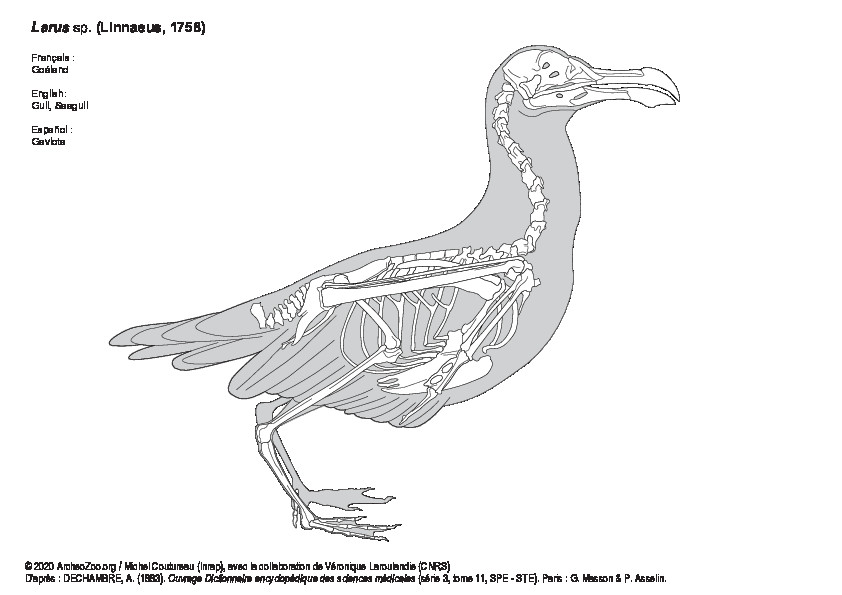 Goéland (9276 visites) DECHAMBRE, A. (1883). Ouvrage Dictionnaire encyclopédique des sciences médicales (série 3, tome 1... Goéland