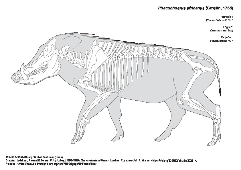 Common warthog