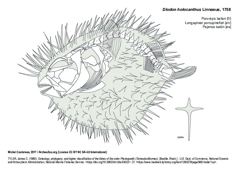 Porc-épic ballon (7701 visites) TYLER, James C. (1980). Osteology, phylogeny, and higher classification of the fishes of the order P... Porc-épic ballon