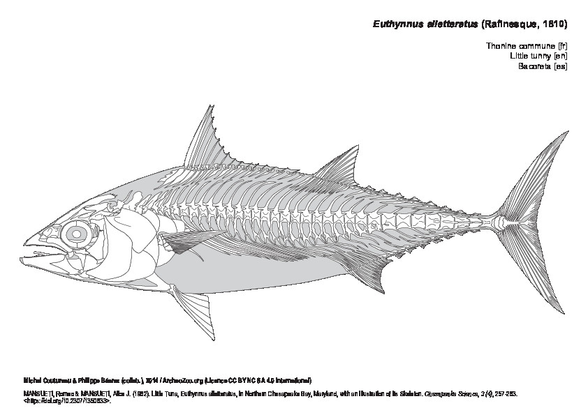 Thonine commune (8028 visites) MANSUETI, Romeo & MANSUETI, Alice J. (1962). Little Tuna, Euthynnus alletteratus, in Northern Chesap... Thonine commune
