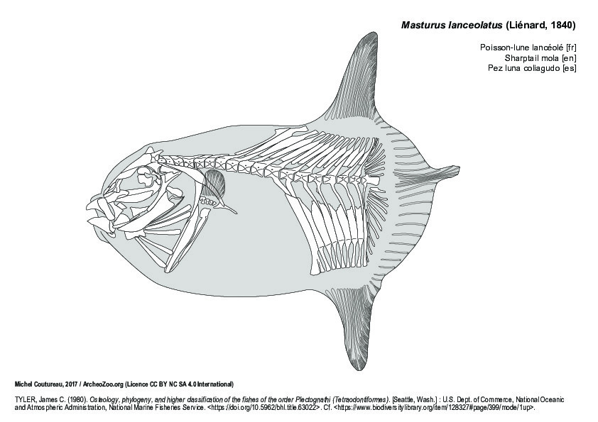 Poisson-lune lancéolé (7749 visites) TYLER, James C. (1980). Osteology, phylogeny, and higher classification of the fishes of the order P... Poisson-lune lancéolé