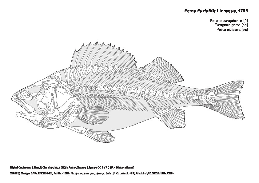 European perch