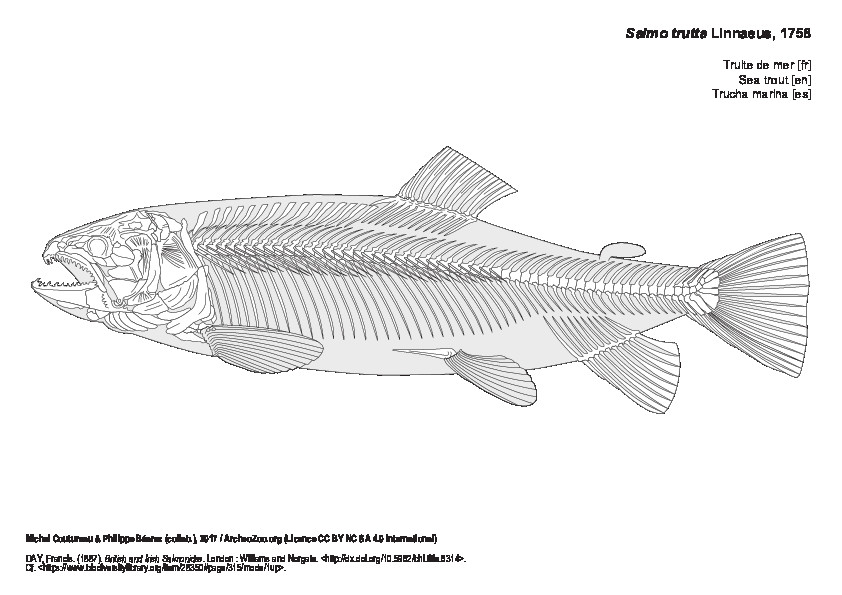 Sea trout