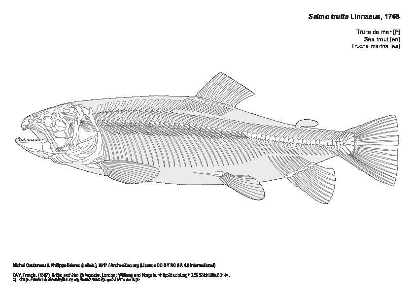 Truite de mer