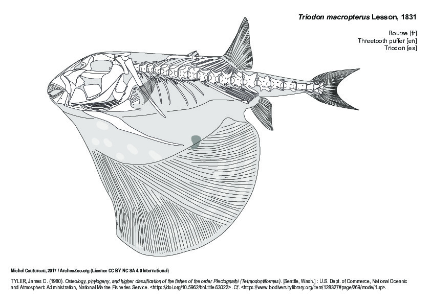 Bourse (7901 visites) TYLER, James C. (1980). Osteology, phylogeny, and higher classification of the fishes of the order P... Bourse