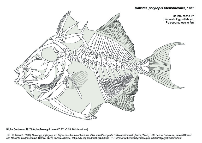 Baliste coche (8320 visites) TYLER, James C. (1980). Osteology, phylogeny, and higher classification of the fishes of the order P... Baliste coche
