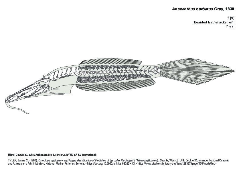 Anacanthus barbatus (9784 visites) TYLER, James C. (1980). Osteology, phylogeny, and higher classification of the fishes of the order P... Anacanthus barbatus