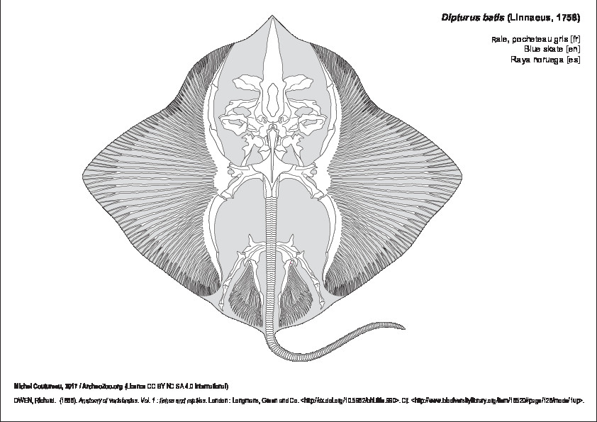 Raie, pocheteau gris (7262 visites) OWEN, Richard. (1866). Anatomy of vertebrates. Vol. 1 : fishes and reptiles. London : Longmans, Gree... Raie, pocheteau gris