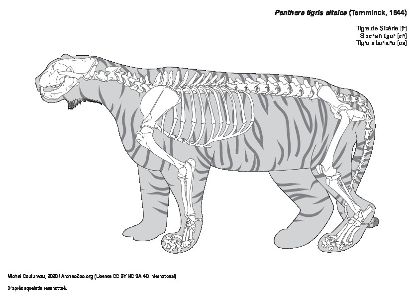 Tigre de Sibérie (7626 visites) D'après squelette reconstitué. Tigre de Sibérie