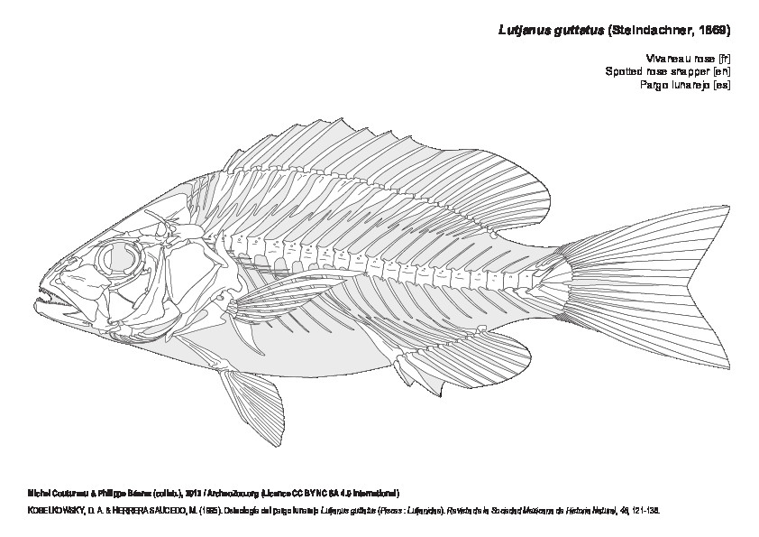 Pargo lunarejo