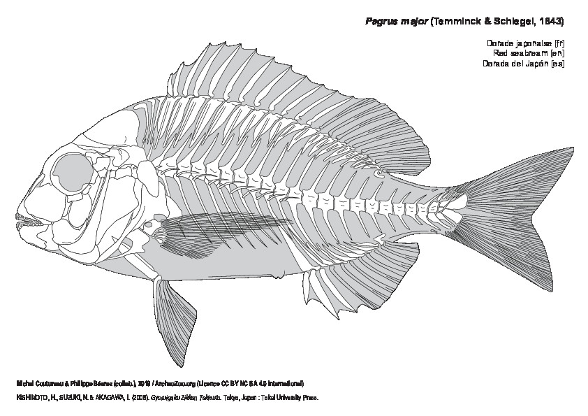 Dorade japonaise