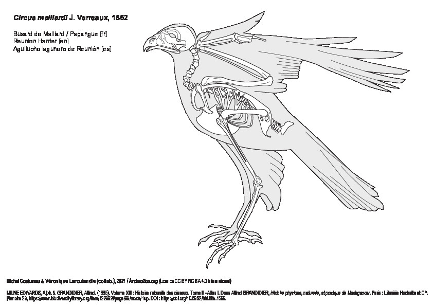Busard de Maillard (7323 visites) MILNE EDWARDS, Alph. & GRANDIDIER, Alfred. (1885). Volume XIII : Histoire naturelle des oiseaux. Tom... Busard de Maillard
