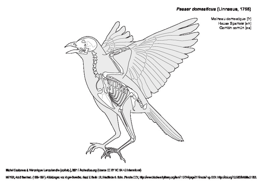 Moineau domestique (7188 visites) MEYER, Adolf Bernhard. (1889-1897). Abbildungen von Vogel-Skeletten. Band II. Berlin : R. Friedländ... Moineau domestique