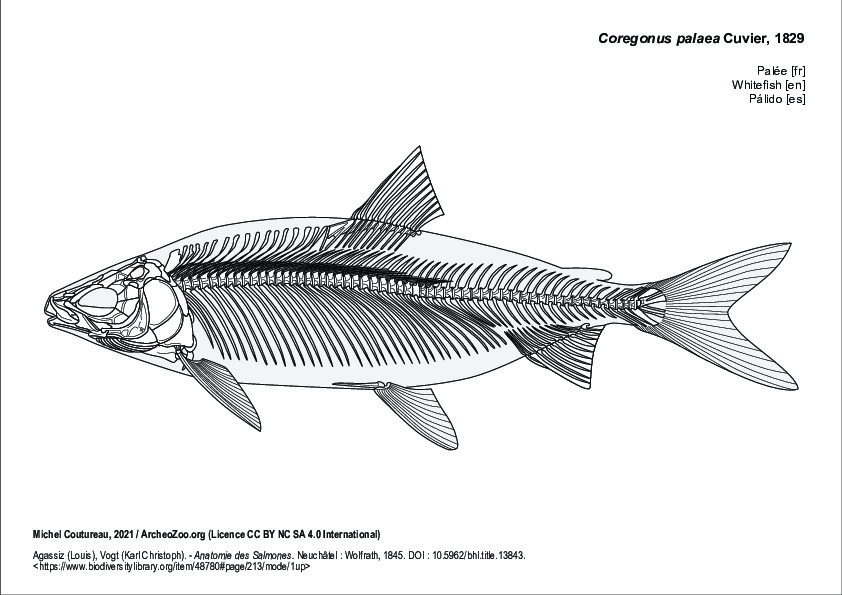 Palée (5739 visites) Agassiz (Louis), Vogt (Karl Christoph). - Anatomie des Salmones. Neuchâtel : Wolfrath, 1845. DOI : ... Palée