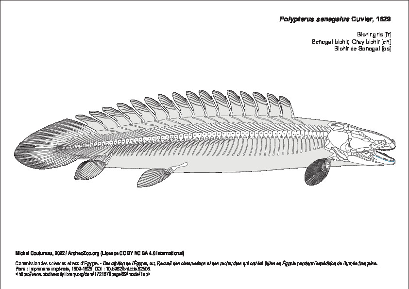 Bichir gris (5226 visites) Commission des sciences et arts d'Egypte. - Description de l'Égypte, ou, Recueil des observations e... Bichir gris
