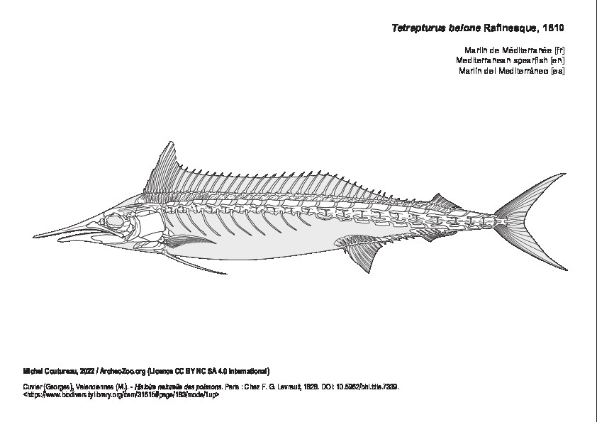 Marlin de Méditerranée (5420 visites) Cuvier (Georges), Valenciennes (M.). - Histoire naturelle des poissons. Paris : Chez F. G. Levrault,... Marlin de Méditerranée