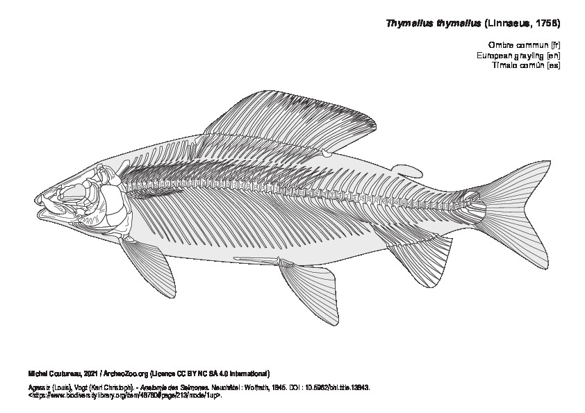 Ombre commun (5283 visites) Agassiz (Louis), Vogt (Karl Christoph). - Anatomie des Salmones. Neuchâtel : Wolfrath, 1845. DOI: 1... Ombre commun