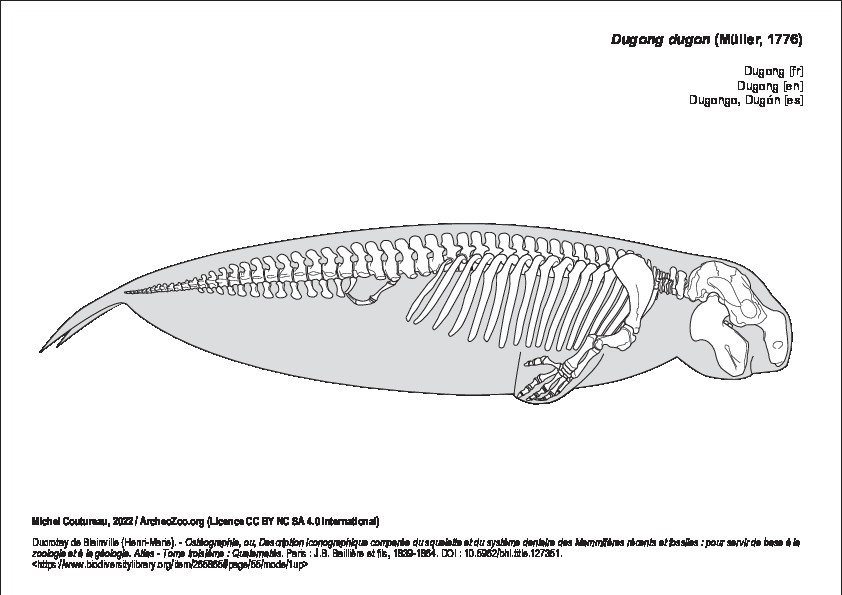 Dugong (6205 visites) Ducrotay de Blainville (Henri-Marie). - Ostéographie, ou, Description iconographique comparée du s... Dugong
