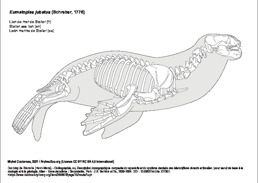 Lion de mer de Steller (6760 visites) Ducrotay de Blainville (Henri-Marie). - Ostéographie, ou, Description iconographique comparée du s... Lion de mer de Steller