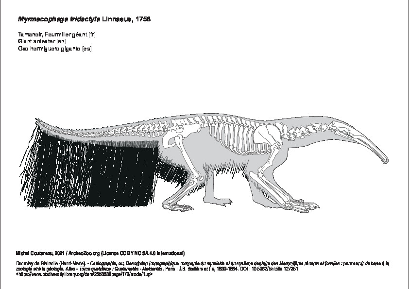 Tamanoir (7575 visites) Ducrotay de Blainville (Henri-Marie). - Ostéographie, ou, Description iconographique comparée du s... Tamanoir
