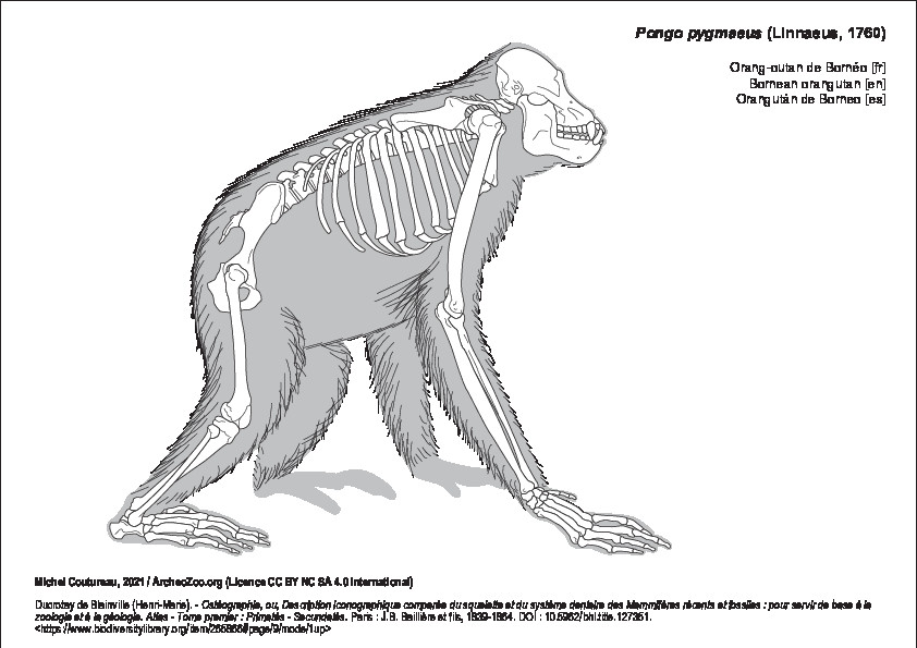 Bornean orangutan