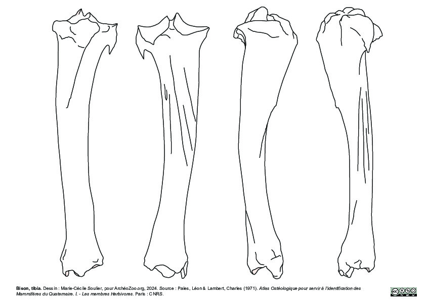 Tibia (2378 visites) Marie-Cécile Soulier, pour ArchéoZoo.org, 2024. Source : Pales, Léon & Lambert, Charles (1971). A... Tibia