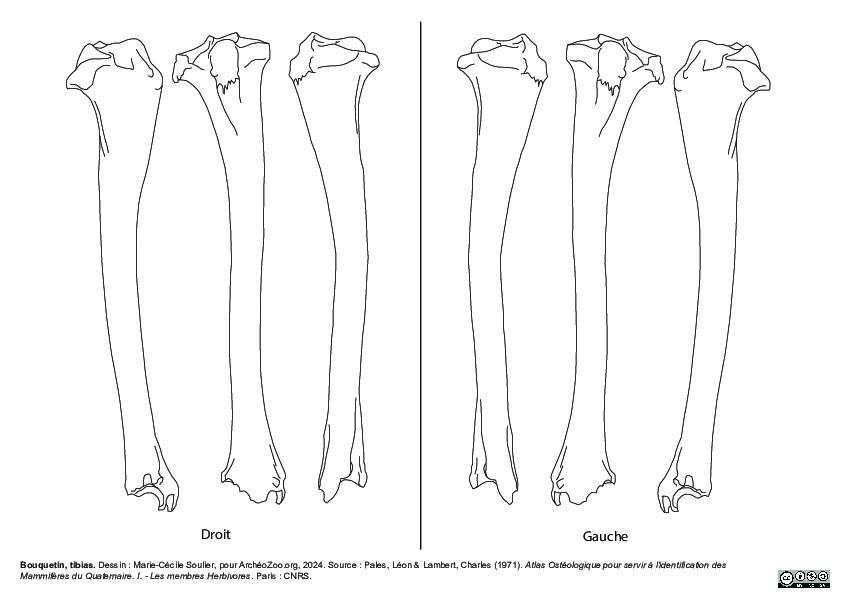 Tibia (2378 visites) Marie-Cécile Soulier, pour ArchéoZoo.org, 2024. Source : Pales, Léon & Lambert, Charles (1971). A... Tibia