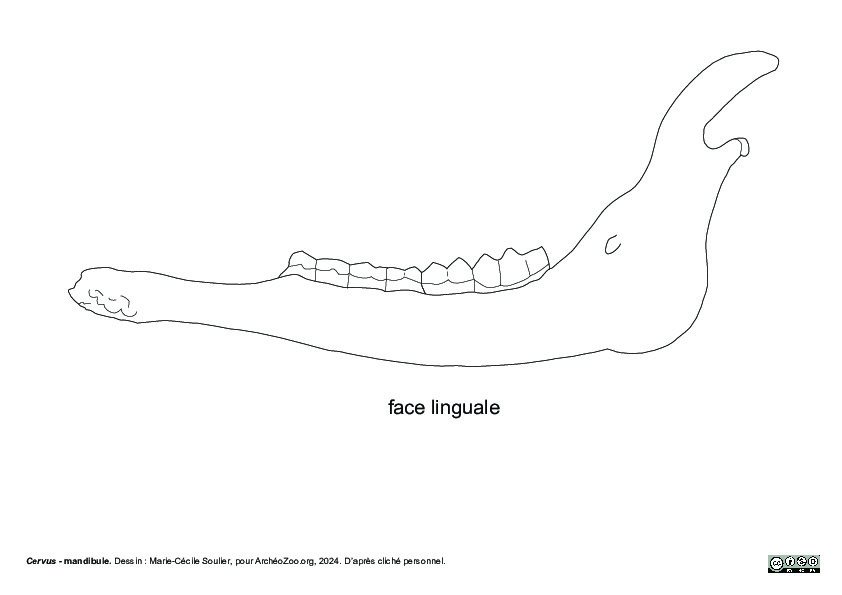 Mandíbula (3849 visitas) Marie-Cécile Soulier, pour ArchéoZoo.org, 2024. Source : Pales, Léon & Garcia, Michel A. (1981). ... Mandíbula