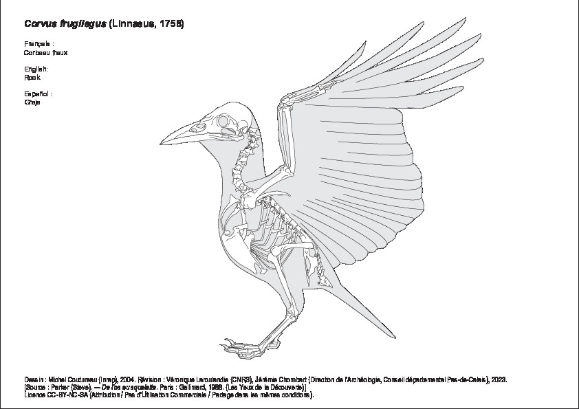 Corbeau freux (1213 visites) Dessin : Michel Coutureau (Inrap), 2004. Révision : Véronique Laroulandie (CNRS), Jérémie Chomba... Corbeau freux