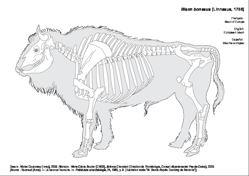Bison d'Europe (1244 visites) Dessin : Michel Coutureau (Inrap), 2003. Révision : Marie-Cécile Soulier (CNRS), Jérémie Chombar... Bison d'Europe