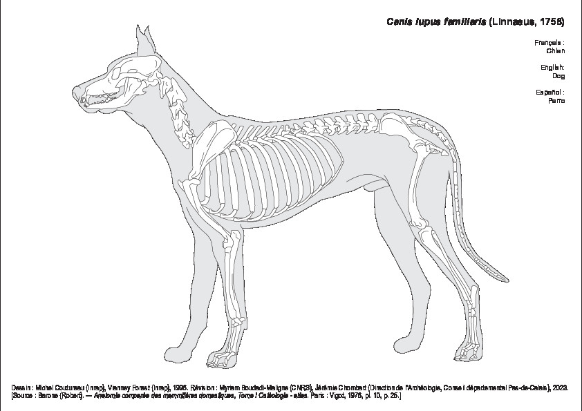 Chien