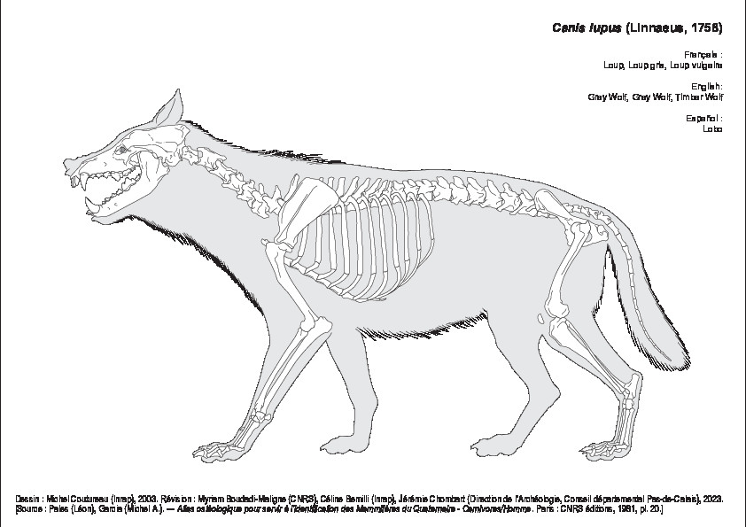 Loup Gris (1140 visites) Dessin : Michel Coutureau (Inrap), 2003. Révision : Myriam Boudadi-Maligne (CNRS), Céline Bemilli ... Loup Gris