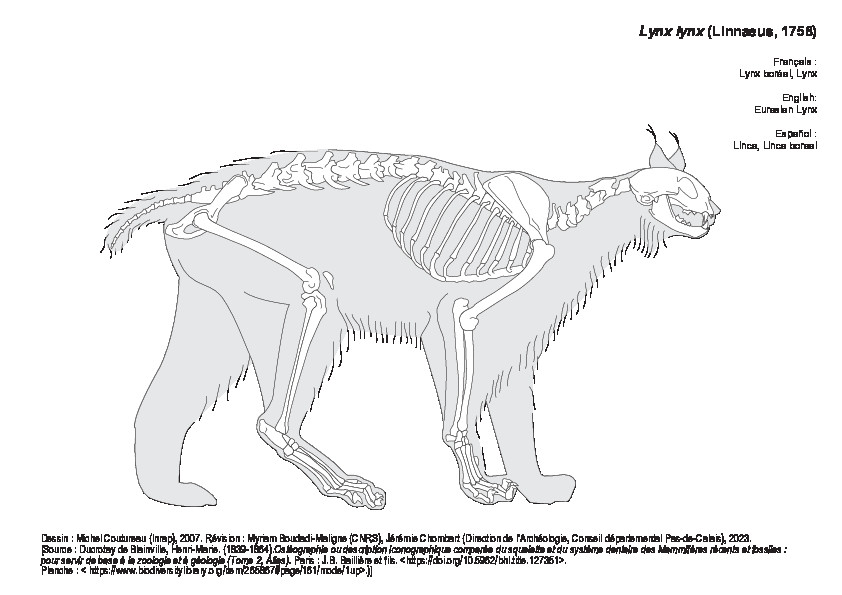 Lynx boréal (1194 visites) Dessin : Michel Coutureau (Inrap), 2007. Révision : Myriam Boudadi-Maligne (CNRS), Jérémie Chomba... Lynx boréal