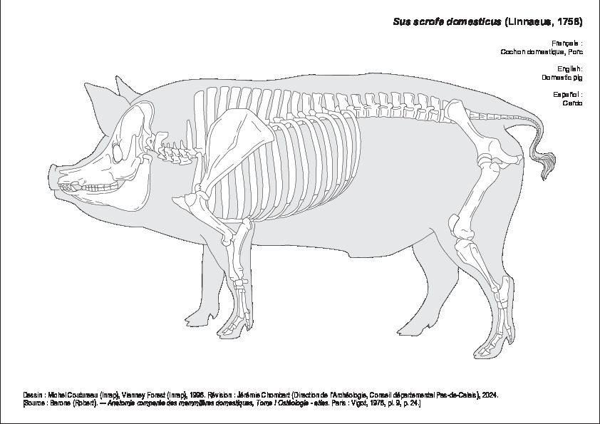 Porc (1400 visites) Dessin : Michel Coutureau (Inrap), Vianney Forest (Inrap), 1996. Révision : Jérémie Chombart (Dir... Porc