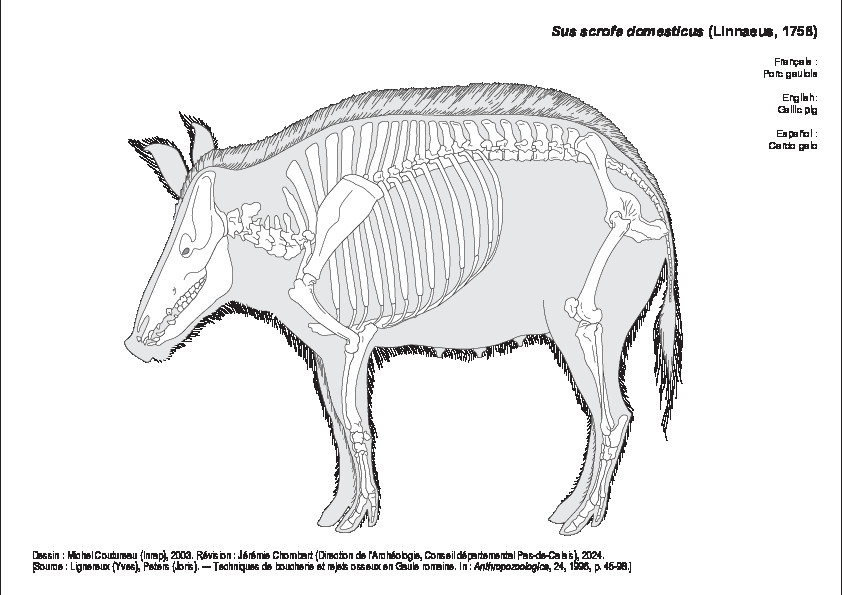 Porc gaulois (1418 visites) Dessin : Michel Coutureau (Inrap), 2003. Révision : Jérémie Chombart (Direction de l’Archéolog... Porc gaulois