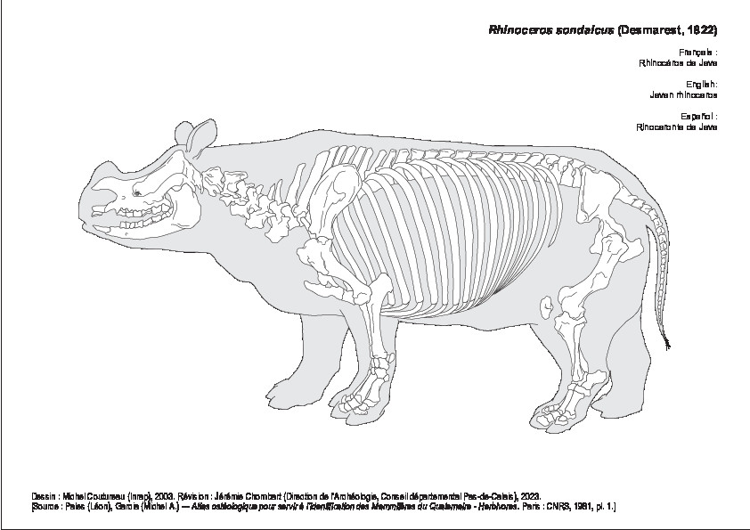 Rhinocéros de Java (1446 visites) Dessin : Michel Coutureau (Inrap), 2003. Révision : Jérémie Chombart (Direction de l’Archéolog... Rhinocéros de Java