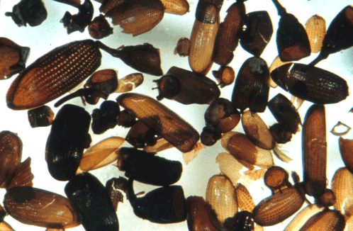 Restes d’insectes fossiles issus de contexte archéologique, Marseille [© P. Ponel]