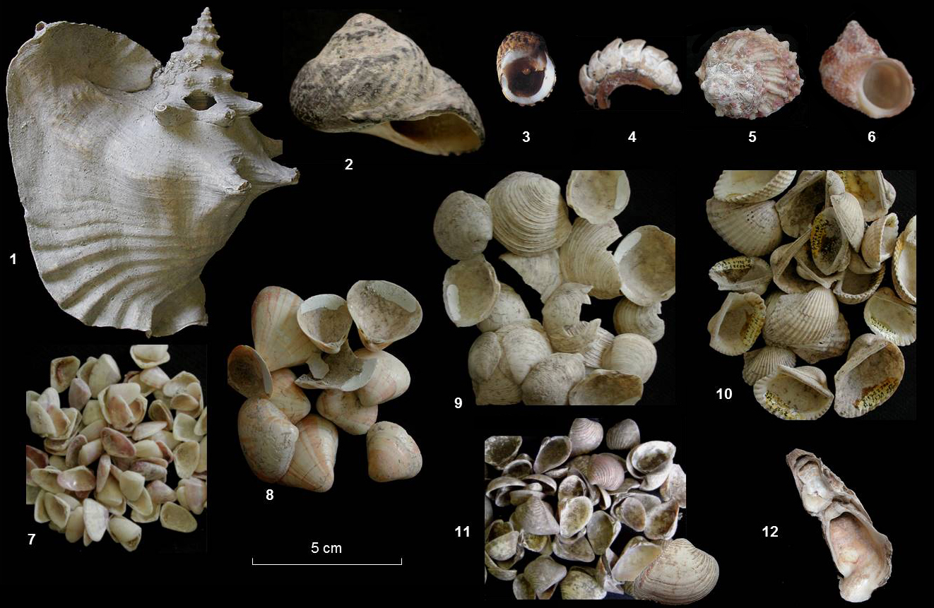 Espèces majeures de mollusques présentes dans les assemblages archéologiques amérindiens des Antilles : 1 - Lambi Strombus gigas ; 2 - Burgo Cittarium pica ; 3 - Nérite Nerita peloronta ; 4 - Chiton Acanthopleura granulata ; 5 - Astrée Astraea caelata ; 6 - Turbo Turbo castanea ; 7 - Donax denticulatus ; 8 - Tivela mactroides ; 9 - Lucina pectinata ; 10 - Anadara notabilis ; 11 - Chaubette Anomalocardia brasiliana ; 12 - Huître de palétuvier Crassostrea rhizophorae [© N. Serrand]
