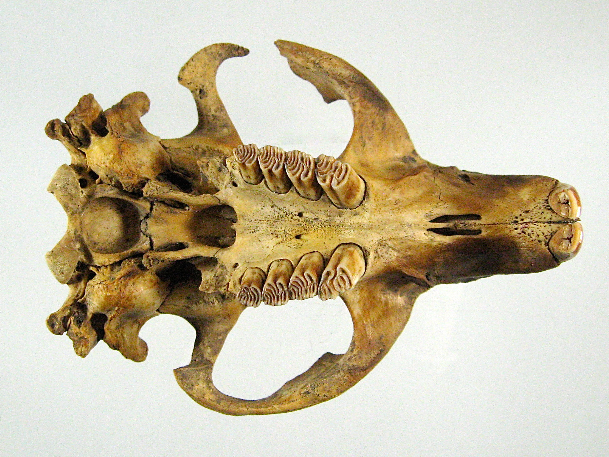 Crâne de Castor d’Europe (Castor fiber)
